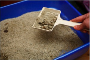 Can I clean the litter box while pregnant? Can I clean the litter box while pregnant?